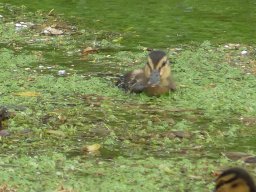 Enten Familie